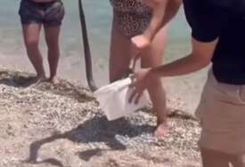 (VIDEO) Nesvakidašnja scena na plaži: Turisti u plićaku uočili zmiju dužu od METAR I PO, pa je uhvatili golim rukama, pogledajte kako su obuzdali gmizavca