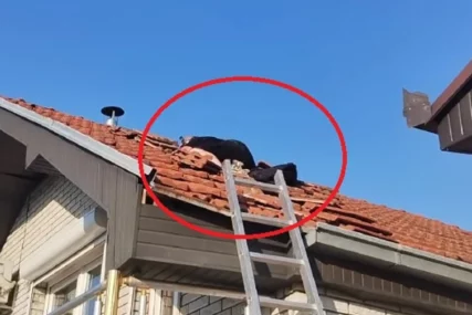 (VIDEO) "Teško se love" Čuveni hvatač zmija naišao na JEZIVO LEGLO GRABLJIVICA koje ostavljaju ekstremno neprijatan miris