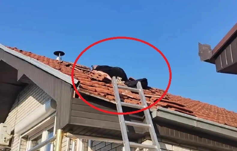 (VIDEO) "Teško se love" Čuveni hvatač zmija naišao na JEZIVO LEGLO GRABLJIVICA koje ostavljaju ekstremno neprijatan miris
