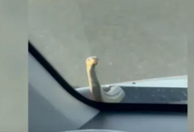 (VIDEO) Zmija IZAŠLA IZ HAUBE usred vožnje na auto-putu: Vozač i suputnica u šoku gledali kako im gmizavac puzi po staklu