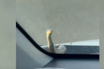 (VIDEO) Zmija IZAŠLA IZ HAUBE usred vožnje na auto-putu: Vozač i suputnica u šoku gledali kako im gmizavac puzi po staklu