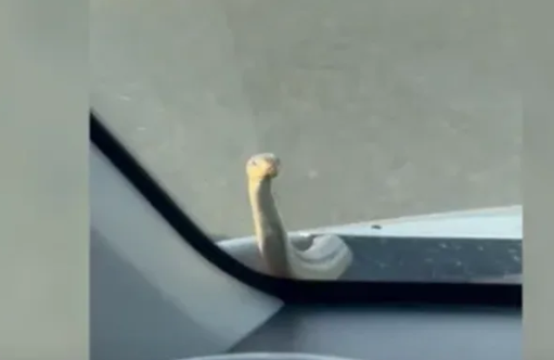 zmija ispod haube izašla tokom vožnje