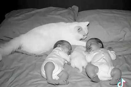 (VIDEO) DA SE ČOVJEK RASTOPI Snimak 2 bebe i umiljate mace ljudi pogledali više miliona puta