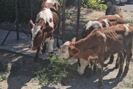 (VIDEO) "TAKO JE BILO NEKAD" Krave u Beogradu mirno pasu ispred ulaza u zgradu
