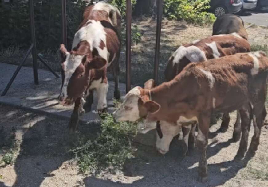 (VIDEO) "TAKO JE BILO NEKAD" Krave u Beogradu mirno pasu ispred ulaza u zgradu
