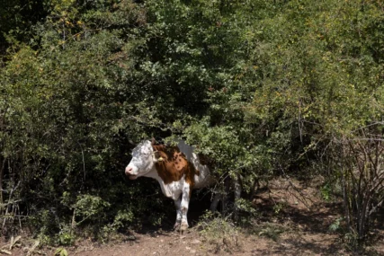 krave na suvoj planini bez vode