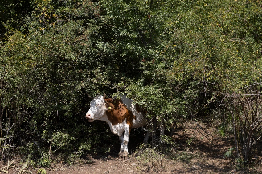 krave na suvoj planini bez vode