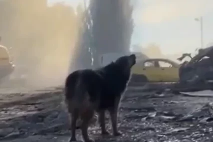 (VIDEO) DA SRCE PUKNE Među ruševinama 2 dana pas vjerno čekao svog vlasnika, koji se više nikada neće vratiti
