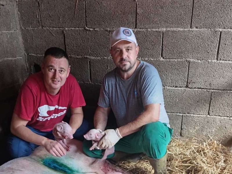 U Bijeljini krmača oprasila 24 praseta 