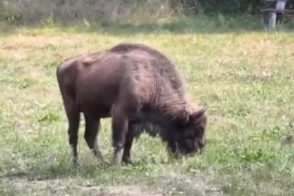 „TAJFUN SE VRATIO KUĆI“ Kraj potrage na Fruškoj Gori, lovočuvari ušli u trag odbjeglom bizonu