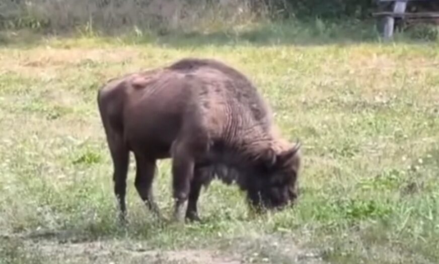 (VIDEO) BIZON POBJEGAO IZ REZERVATA Radnici na sve načine pokušavaju da ga uhvate