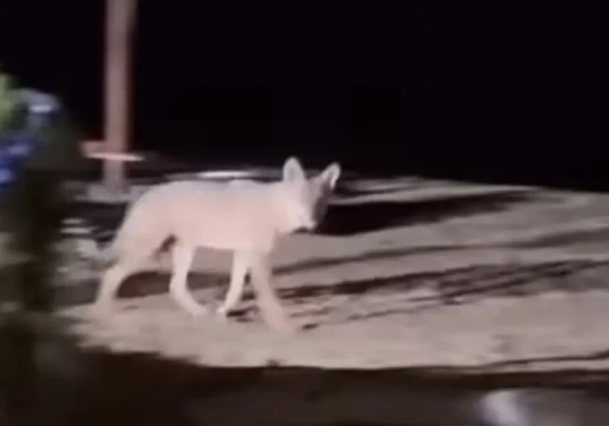 (VIDEO) VUK I DALJE TUMARA PLAŽAMA U GRČKOJ Nakon napada na djevojčicu (5), stanovnici i turisti PREPLAŠENI, ovo poručuju zvaničnici