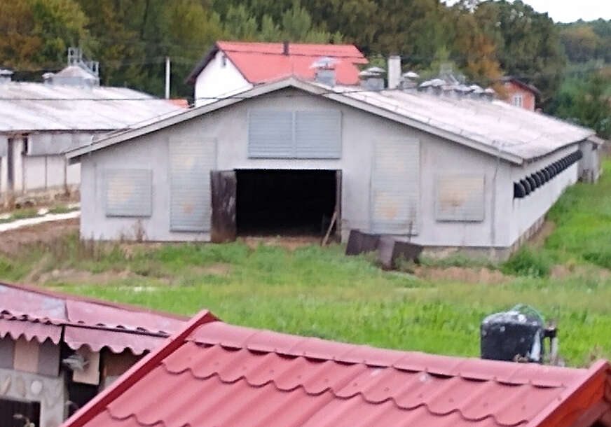 farma ćurki u prnjavoru 