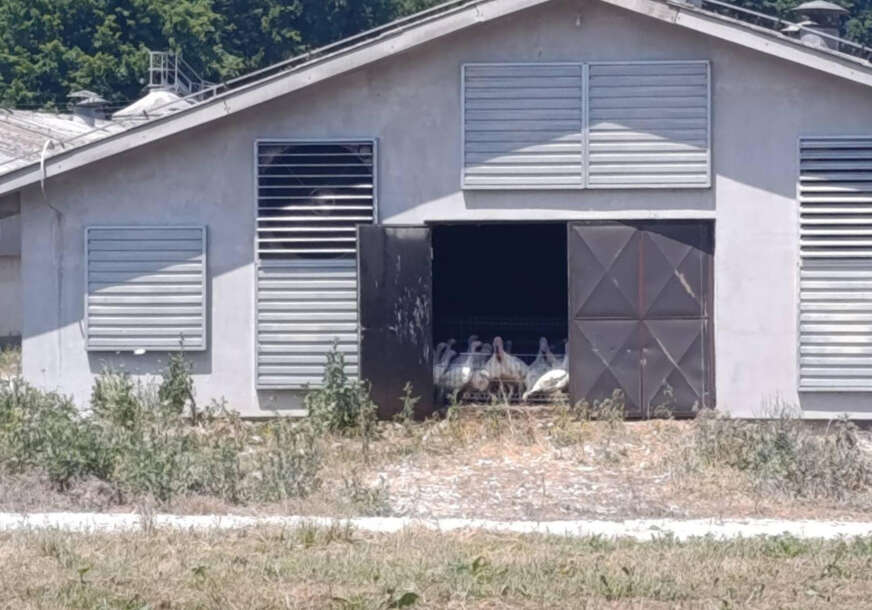 farma ćurki u prnjavoru 