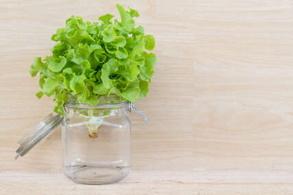 Origano