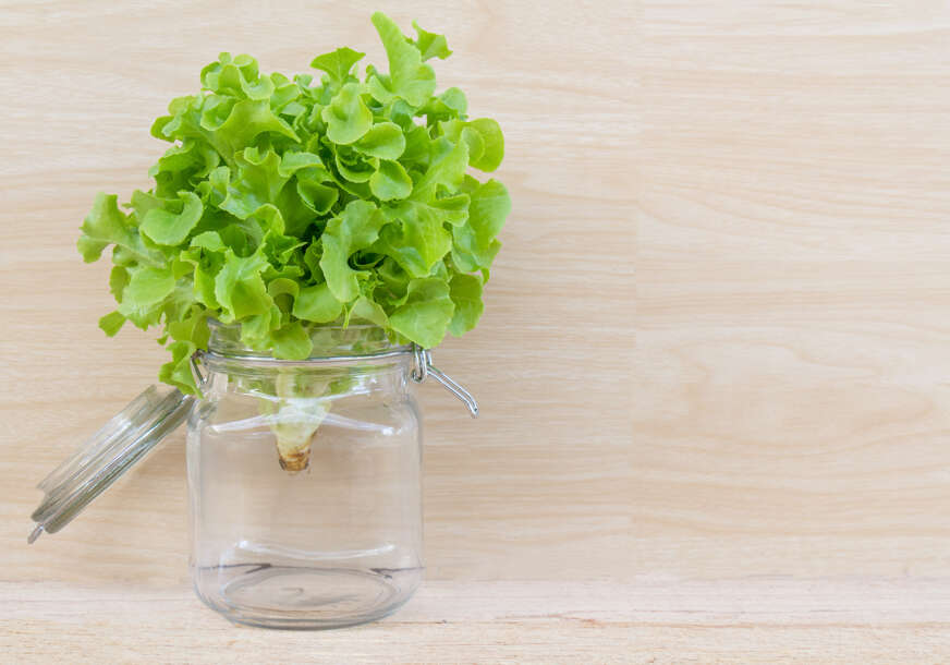 Origano 