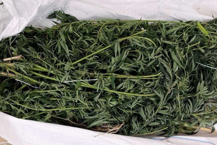 Pretres na području Modriče: Zaplijenjeno 23 kilograma marihuane, uhapšena jedna osoba