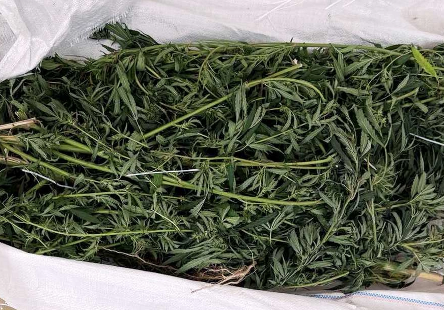 Pretres na području Modriče: Zaplijenjeno 23 kilograma marihuane, uhapšena jedna osoba