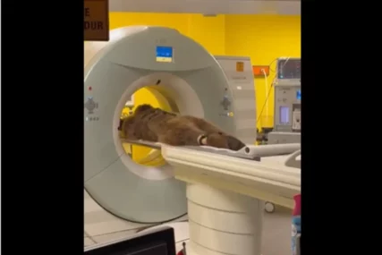 (VIDEO) "Pa to je Okan, naš stari znanac" Medvjed se prejeo voća, pa završio u hitnoj, snimak je HIT NA MREŽAMA