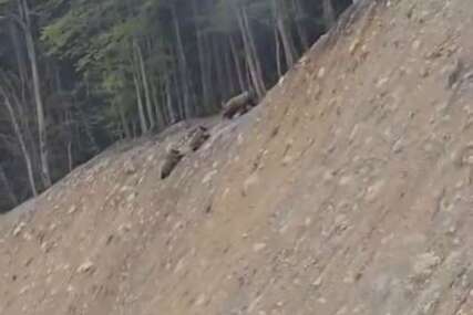 (VIDEO) PENJU SE UZ BRDO Mečka i 2 mečeta snimljena pored puta u Crnoj Gori