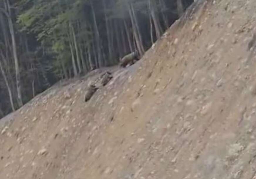 (VIDEO) PENJU SE UZ BRDO Mečka i 2 mečeta snimljena pored puta u Crnoj Gori