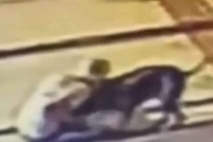 (VIDEO) Niko od prolaznika joj nije pomogao: Baka (70) UGRIZLA PITBULA ZA VRAT kako bi spasila svog malog psa