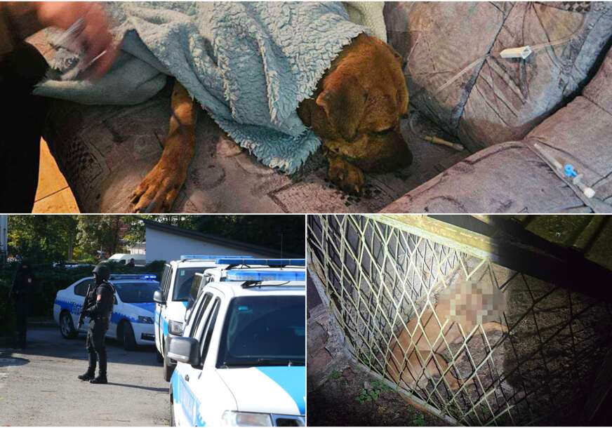(VIDEO, FOTO) Akcija Sambo razotkrila UŽAS U DERVENTI: Nakon mučenja i zlostavljanja psi sada u azilu, istraga o surovim borbama pasa u toku