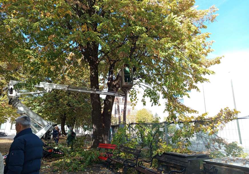 (VIDEO, FOTO) "Zar nije ljepše da imamo ZELENILO" Zašto REŽU GRANE na ogromnom stablu u centru Banjaluke