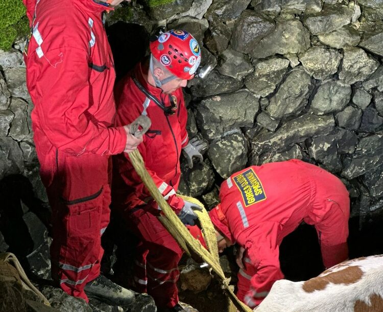 Vatrogasci Alfu vadili iz bunara Kravu dobio u zamjenu za auto