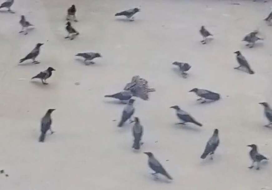 (VIDEO, FOTO) Prevencija ili osveta? Pogledajte zašto su VRANE UBILE SOVU, graktanje još nije utihnulo