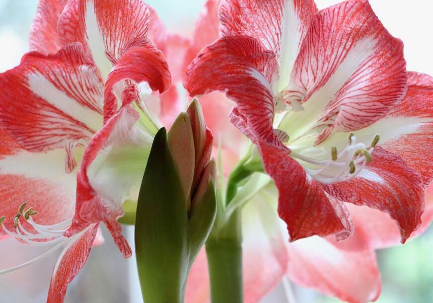 amaralis