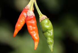 Jednostavan trik za "ljute" ruke: Evo kako da se riješite peckanja nakon čišćenja paprika