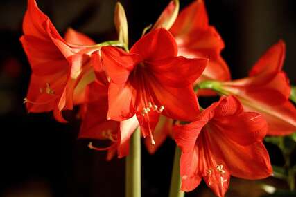 amaralis