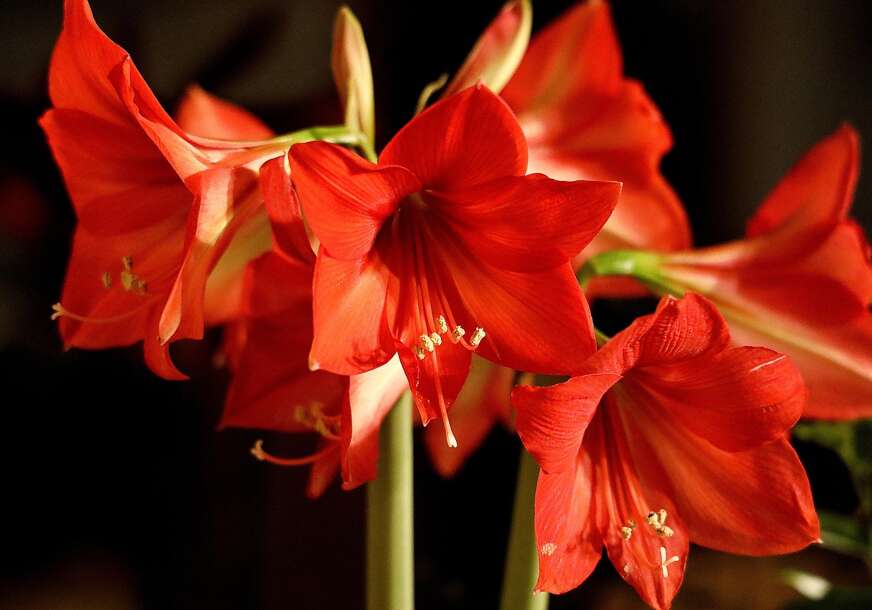 amaralis