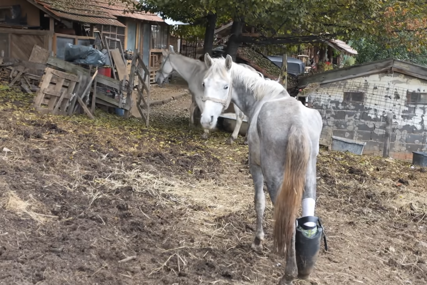 (VIDEO, FOTO) Društvo mu pravi kobila sa pola jezika: Konj Srećko OSTAO BEZ DIJELA NOGE, pa dobio NOVU ŠANSU ZA ŽIVOT
