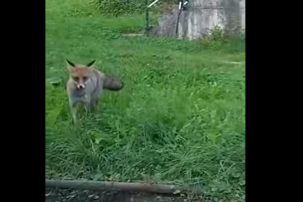 lisica i mačka