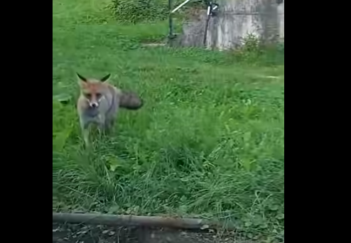 lisica i mačka
