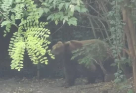 (FOTO) Upozorenje za građane: Medvjed uočen U BLIZINI NASELJA na području Doboja
