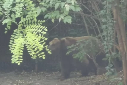 SCENA KOJA JE RAZNJEŽILA REGION Sa drveta dozivali majku, pa doživjeli iznenađenje za pamćenje