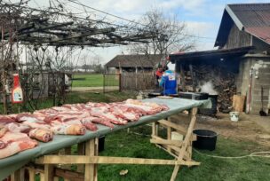 Svinjokolj, Krmokolj 