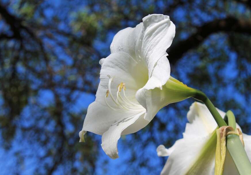 amaralis