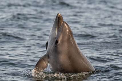 (VIDEO) Turistička atrakcija ili opasnost: Delfin Mimo predstavlja veliku senzaciju u Veneciji