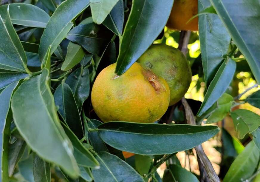 UZGOJ NARANDŽE U SAKSIJI Trik kako da vam uspije u stanu, a miri i ukus su neponovljivi