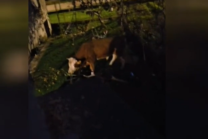 (VIDEO) Mještani u strahu: Bik već mjesecima DIVLJA PO NASELJU "Ta rika kao da je iz pakla"