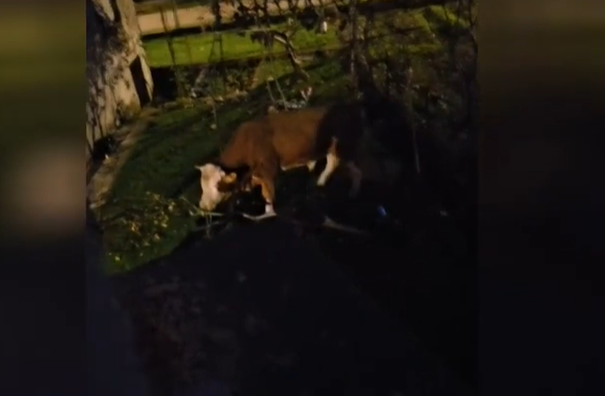 "Zgroženi smo" Bik Miško UBIJEN U GRAČACU nakon mjeseci lutanja, mještani ogorčeni