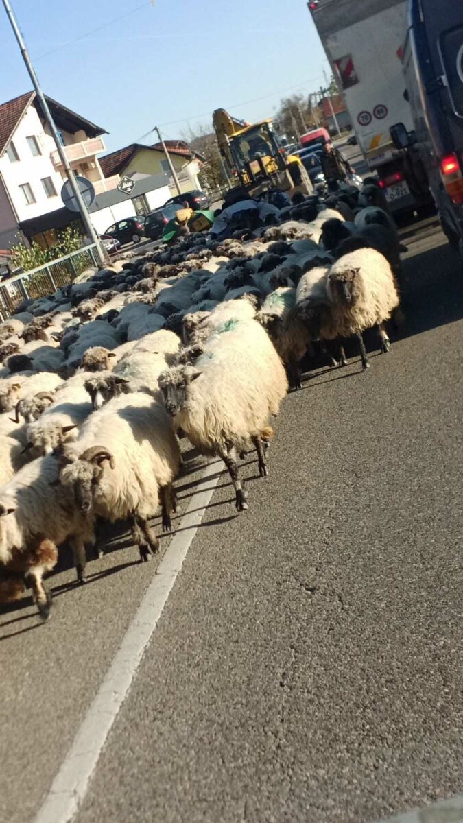 FOTO: USTUPLJENA FOTOGRAFIJA