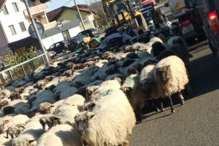 VOZ USMRTIO 89 OVACA Pastirima stiže račun od 25.000 evra zbog kašnjenja i štete