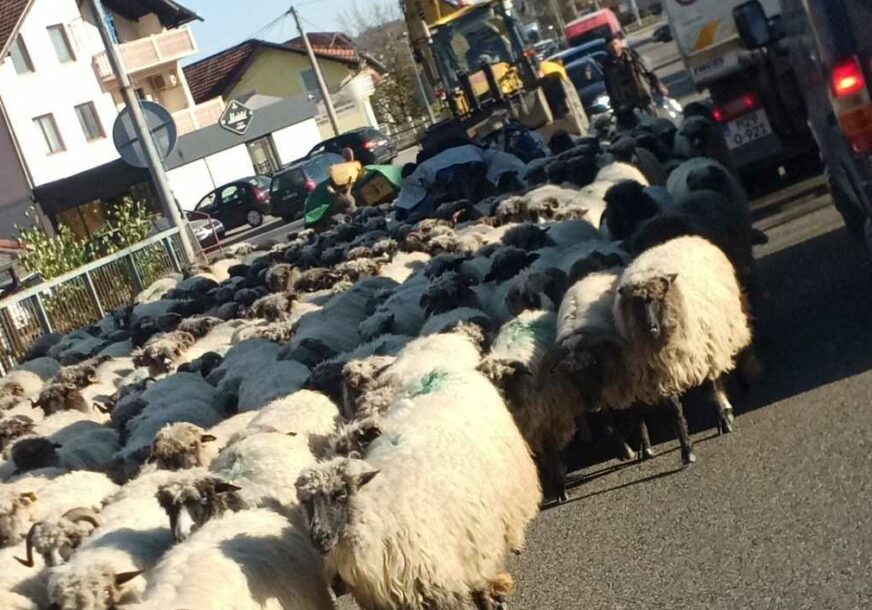 (FOTO) Gužve zbog neočekivanih "pješaka": Neobična scena u Klašnicama, ovce usporile saobraćaj