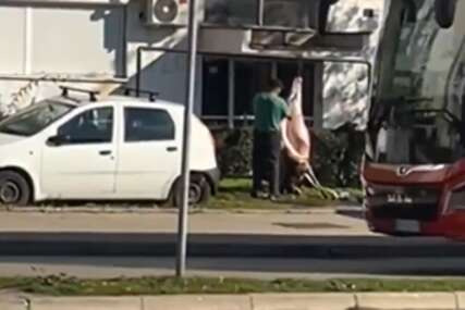 (VIDEO) "Matine na niški način" Automobili prolaze, a DŽINOVSKA SVINJA visi kraj ulice spremna za "uređivanje"