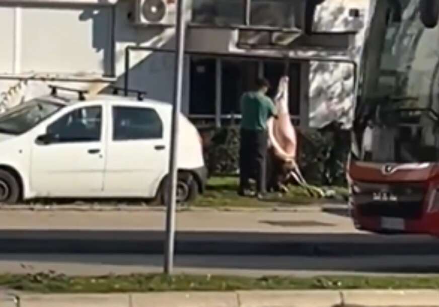 (VIDEO) "Matine na niški način" Automobili prolaze, a DŽINOVSKA SVINJA visi kraj ulice spremna za "uređivanje"
